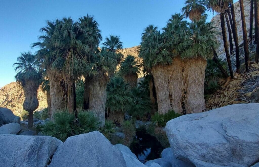 Fortynine Palms Oasis