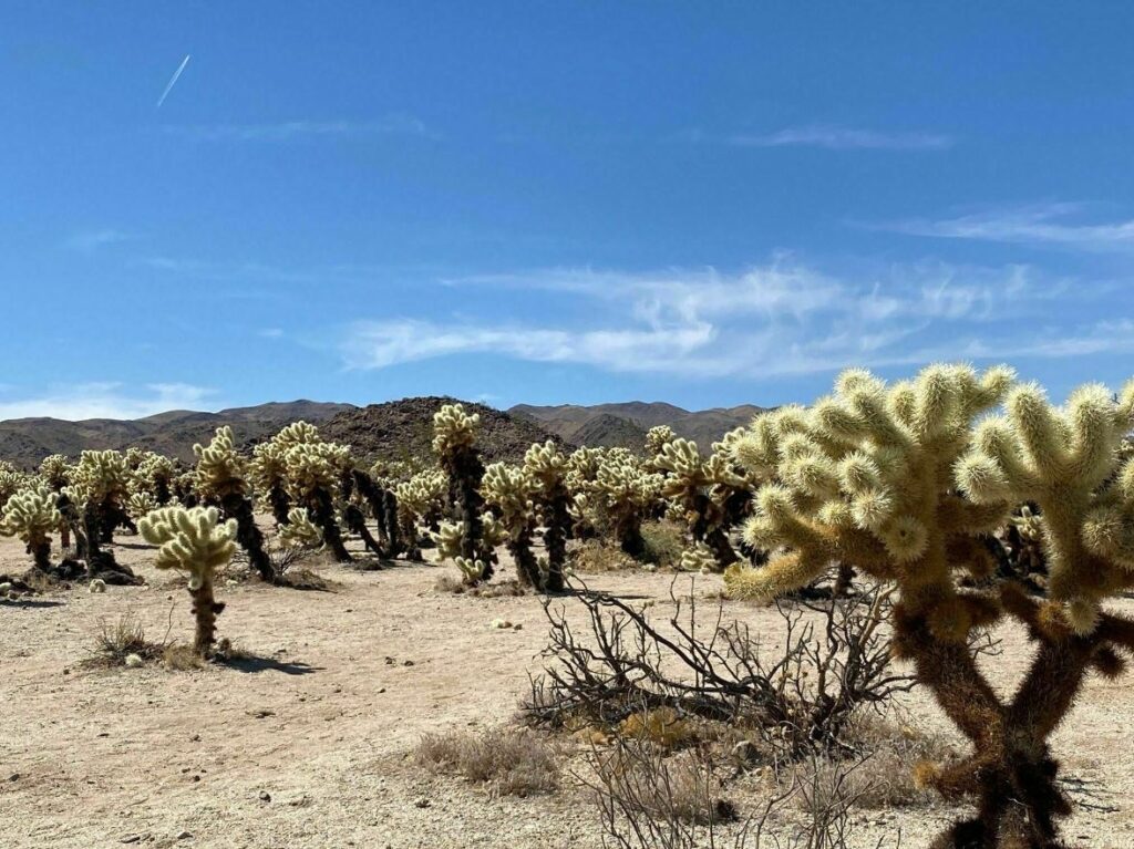 cholla cactus garden