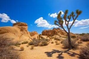visitar el joshua tree
