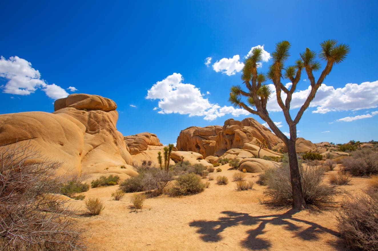 visitar el joshua tree