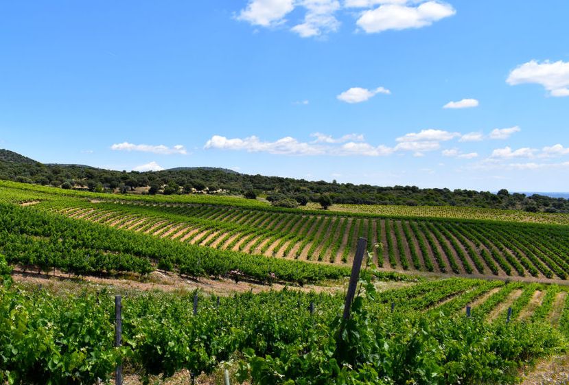 bodegas y viñedos San Martín de Valdeiglesias