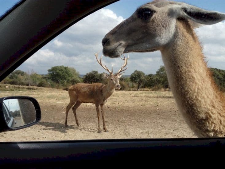 SAFARI EN MADRID