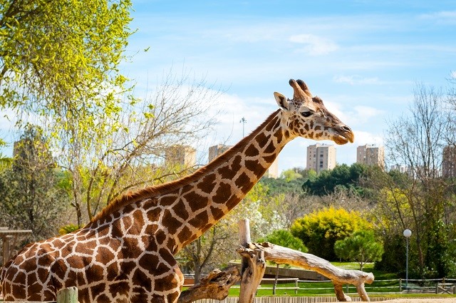 ZOO MADRID